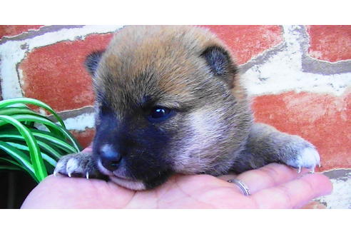 成約済の福岡県の豆柴-81899の10枚目